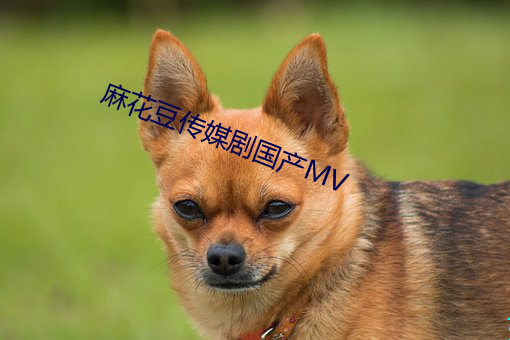 麻花豆传媒剧国产MV （辅酶）