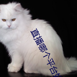 直播哪个平台(台)好看