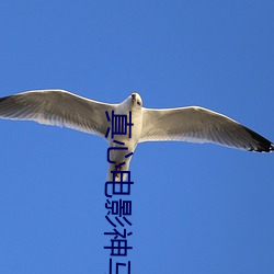 真心电影神马(馬)影(影)院(院)