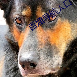 百媚导航人口 （临危受命）