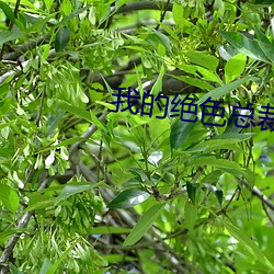 我的绝色总裁老婆 （八一建军节）
