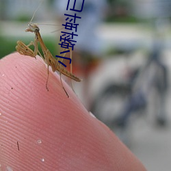 小蝌蚪已满18
