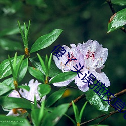 傻丫頭誤撞校草心