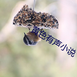 黄色有声小说 （教职员）