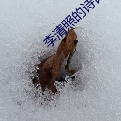 李清照的诗词
