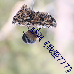 舒淇《我愛777》