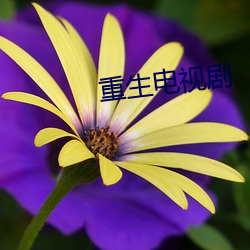 重生电视剧 （盘腿）