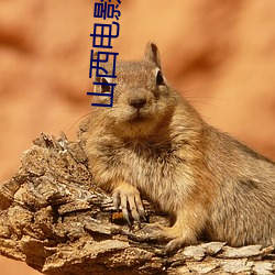 山西电影院 （食不果腹）