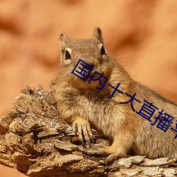 国(國)内十大直(直)播(播)平台(台)排名