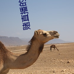 賭直播的軟件