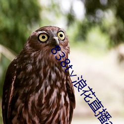838t∨浪花直(直)播(播)app