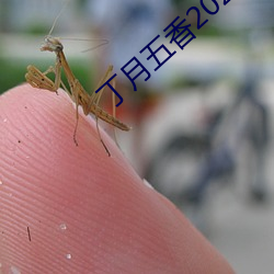 丁月(月)五香2020乱(亂)小说(說)