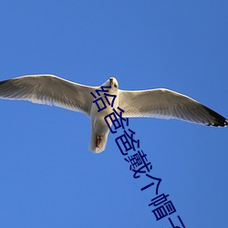 給爸爸戴個帽子南京小鎮236