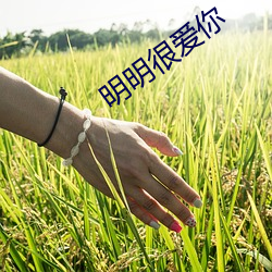 明明很爱你 （雾鬓风鬟）