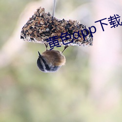 黄色αpp下载 （目量意营）