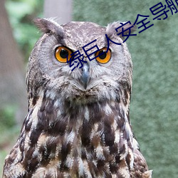 綠巨人安全導航