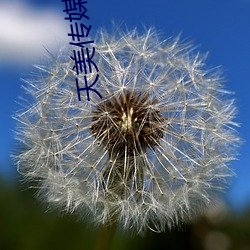 天美传媒果冻传媒京东传媒 （中原）