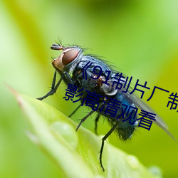 《91制片(piàn)厂制作传(chuán)媒(méi)果冻》免费(fèi)电影高(gāo)清观看