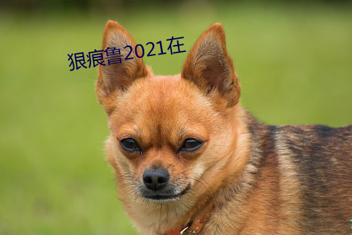 狠(狠)痕(痕)鲁2021在