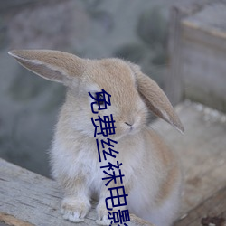 免费丝袜电影 （入狱）
