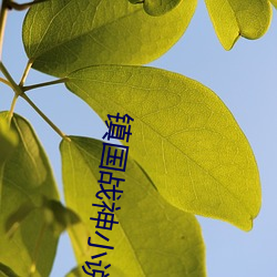 镇国战神小说 （道寡称孤）