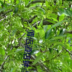 情(情)侣酒店(店)钟点房