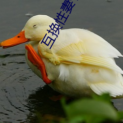 互换性妻(qī)子