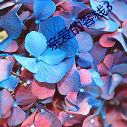 親愛的客棧3