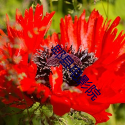ۯصӰԺ