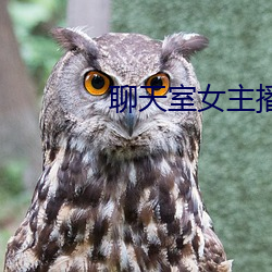 聊天室(shì)女主播
