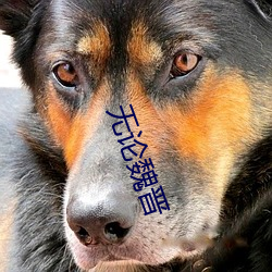 無論魏晉