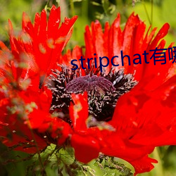 stripchat有哪些主播