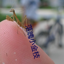 落魄小(小)金(金)枝(枝)