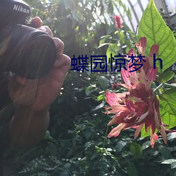 蝶园惊梦 h （含英咀华）