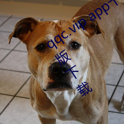 qqc.vip app十年沉淀只做精(精)品(品)ios手机版下载