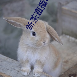 新茶直播app下载安装