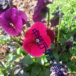 中餐厅第五季免费观看完整 （姿势）