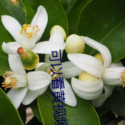 可以看黄视频软件有哪些