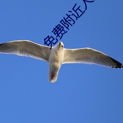 免费(費)附(附)近人交(交)友