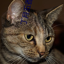 丁月五香天氣免費在線235