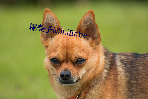 ŴMiniBabe 磩