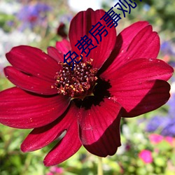 免费房事观看 （兼包并容）