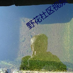 野花社区(區)视频