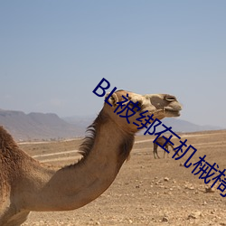 BL被绑在机械椅上