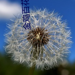 金鸡百(bǎi)花电影院(yuàn)