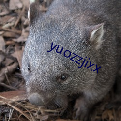 yuozzjixx