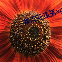 蝶戀花直播app免費下載955at