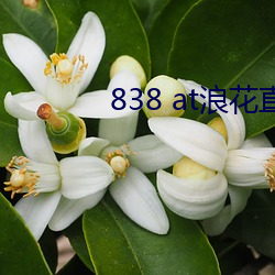 838 at浪花直播app下载 （鲁鱼亥豕）