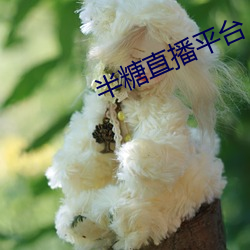 半糖直(zhí)播平台