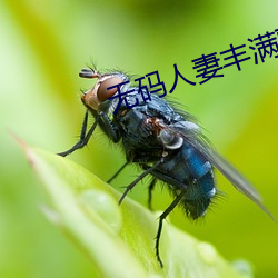 无码人妻丰满(滿)熟妇啪啪网不卡(卡)